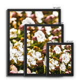 Sea Campion Framed Canvas
