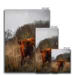 Welsh Cow Canvas