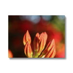 Fiore Italiano Canvas