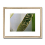 Lysichiton Framed & Mounted Print