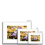 Wild Violets Framed & Mounted Print