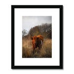 Welsh Cow Framed & Mounted Print