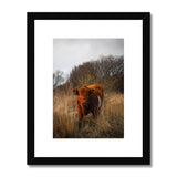 Welsh Cow Framed & Mounted Print