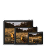 Highland Cow Framed Canvas