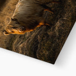 Highland Cow Canvas