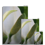 Lysichiton Fine Art Print