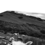 Llyn y Fan Sheep Canvas