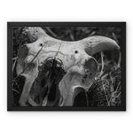 Horns Framed Canvas