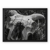 Horns Framed Canvas