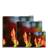 Fiore Italiano Fine Art Print