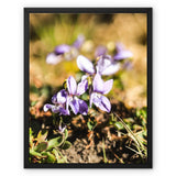 Wild Violets Framed Canvas