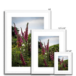Foxgloves Framed & Mounted Print