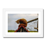 Red Panda Framed & Mounted Print
