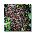 The Hive Canvas