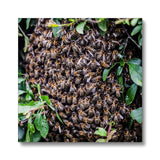 The Hive Canvas