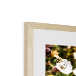 Sea Campion Framed & Mounted Print