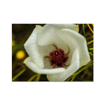 Elle Maree Fine Art Print
