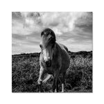 Whitesands Pony Fine Art Print
