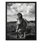 Whitesands Pony Framed Canvas