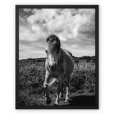 Whitesands Pony Framed Canvas