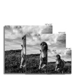 Whitesands Pony Fine Art Print