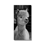 Alpaca Canvas