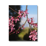 Pink Cercis Canvas