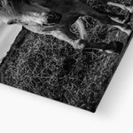 Whitesands Pony Canvas