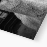 Alpaca Canvas