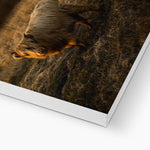 Highland Cow Canvas