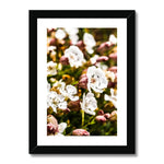 Sea Campion Framed & Mounted Print