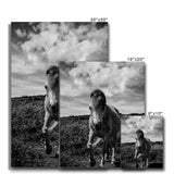 Whitesands Pony Canvas