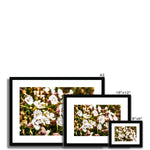 Sea Campion Framed & Mounted Print