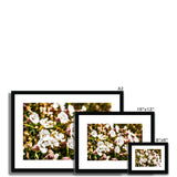 Sea Campion Framed & Mounted Print