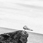 Gower Seagull Canvas