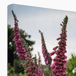 Foxgloves Canvas