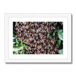 The Hive Framed & Mounted Print