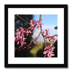 Pink Cercis Framed & Mounted Print