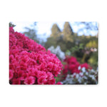 Clyne Gardens Placemat