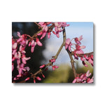 Pink Cercis Canvas
