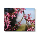Pink Cercis Canvas