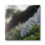Tilia Cordata Canvas
