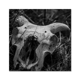 Horns Fine Art Print