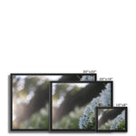 Tilia Cordata Framed Canvas