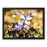 Wild Violets Framed Canvas