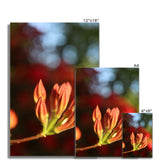 Fiore Italiano Fine Art Print