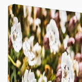 Sea Campion Canvas
