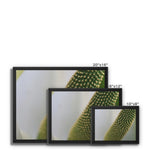 Lysichiton Framed Canvas