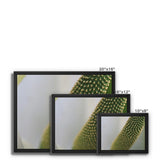 Lysichiton Framed Canvas