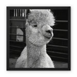Alpaca Framed Canvas